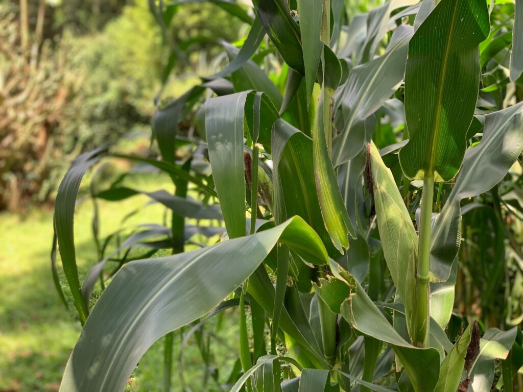 Maize in a test field