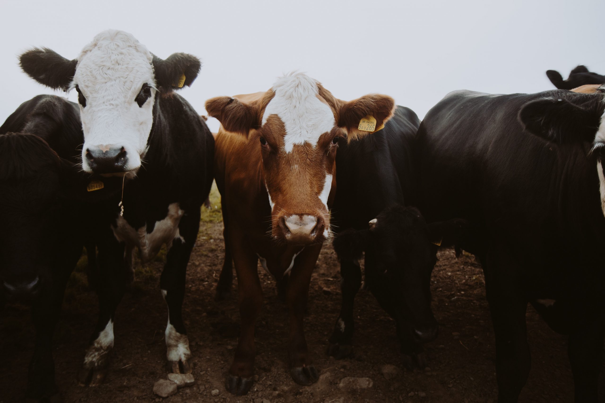 Photo by Antonio Grosz on Unsplash